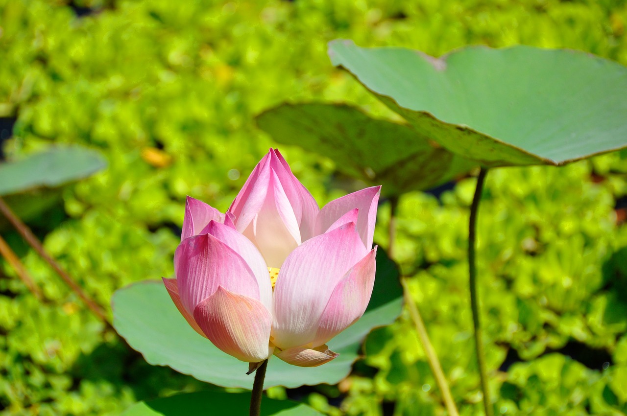 骊歌行剧情介绍（骊歌行剧情介绍电视猫）