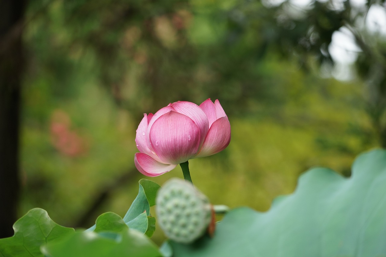 小满生活剧情分集介绍（小满生活剧情分集介绍25集）