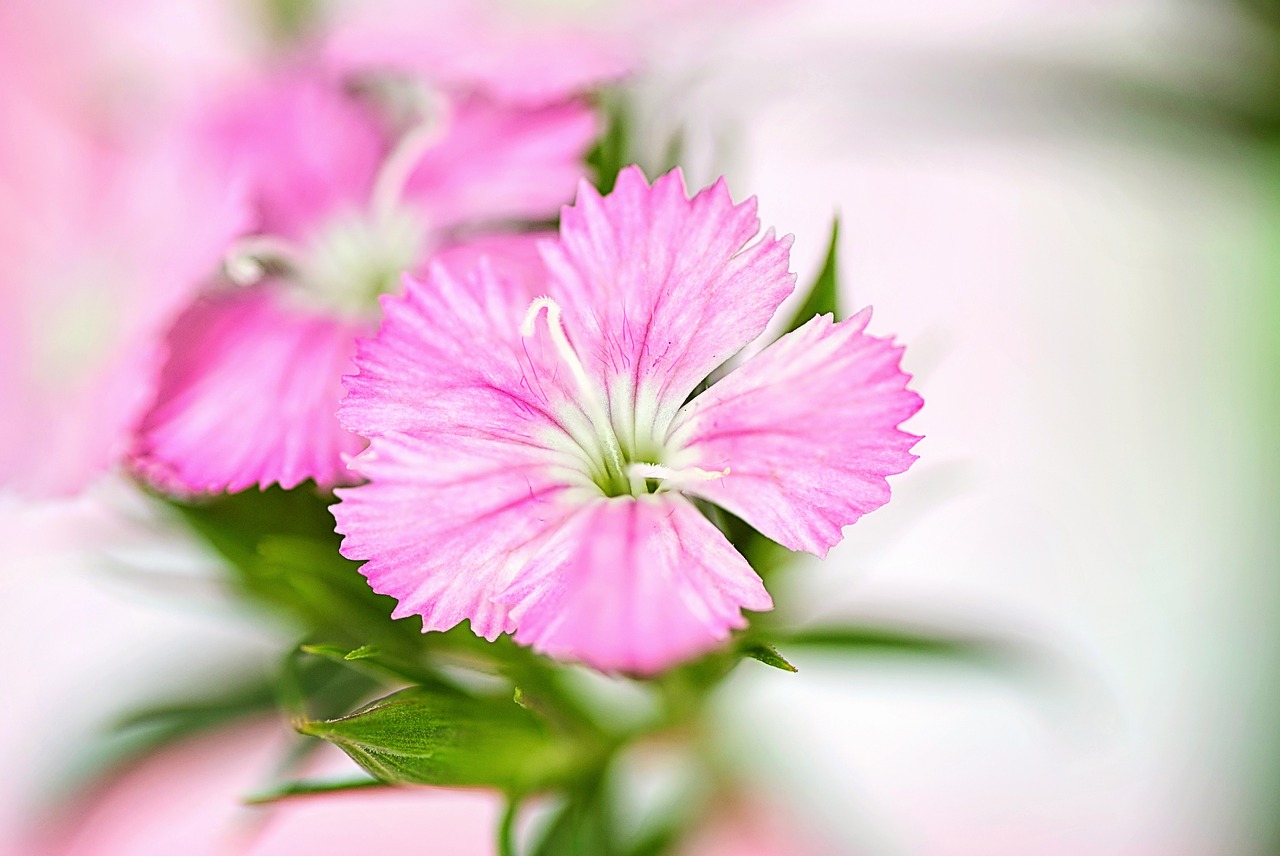 花衣裳（花衣裳歌词 左眼的悲伤）