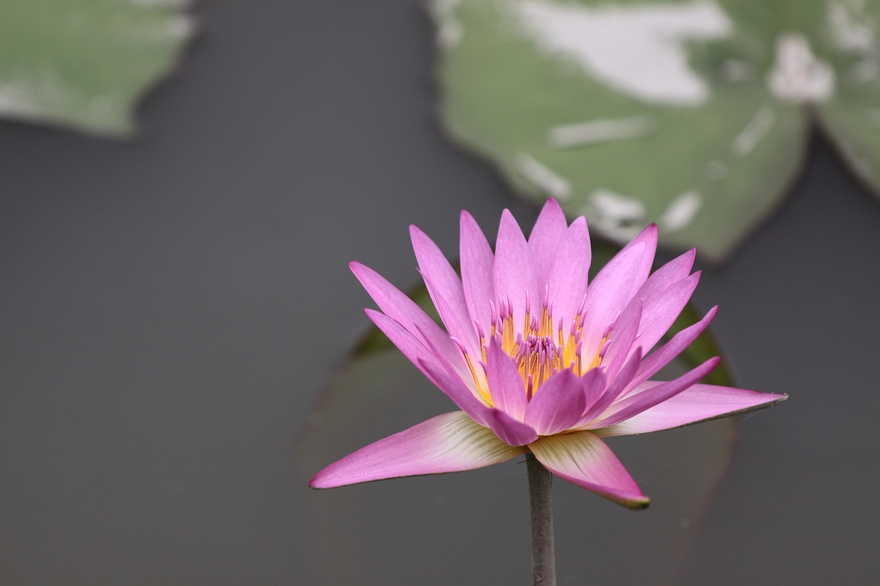 花千骨一共有多少集（花千骨一共多少集完结）